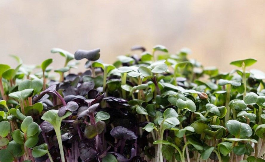 How To Grow Radish Microgreens: Helpful Step-By-Step Guide