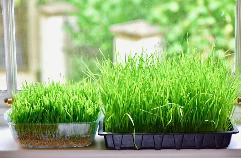 How to grow wheatgrass indoors: Top Best simple steps