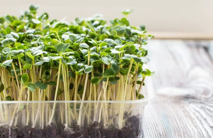 Top 10 Most Popular Microgreens For Chefs: Best Guide