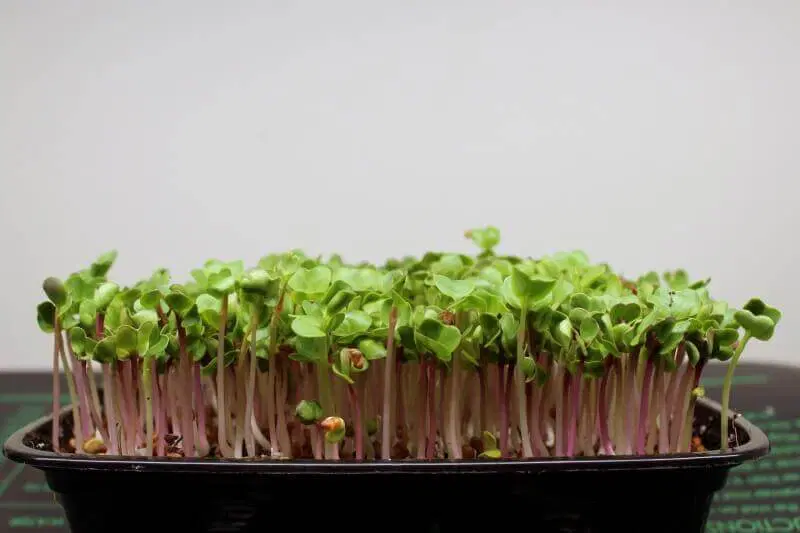 how to grow radish microgreens
