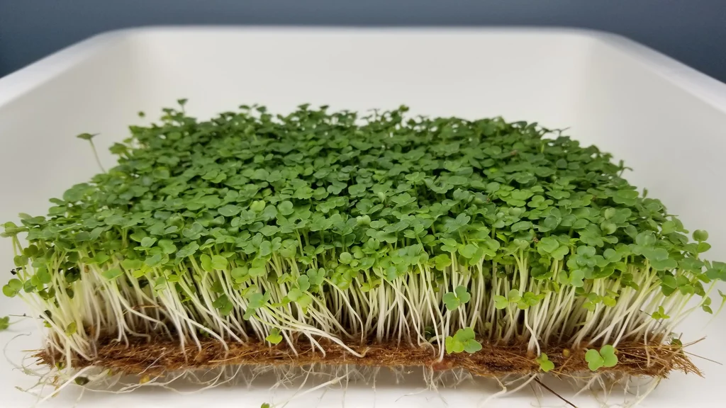 Arugula Microgreens