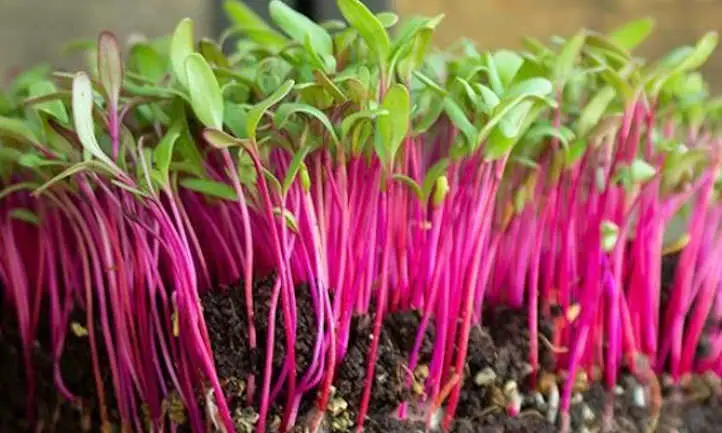 Bulls Blood Beet Microgreens