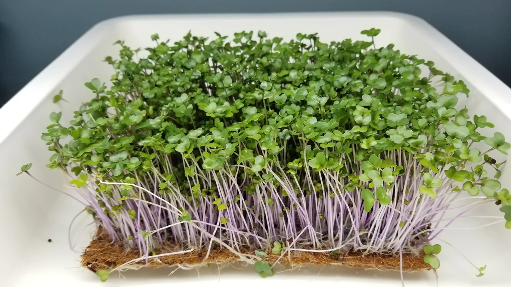 Kohlrabi Microgreens