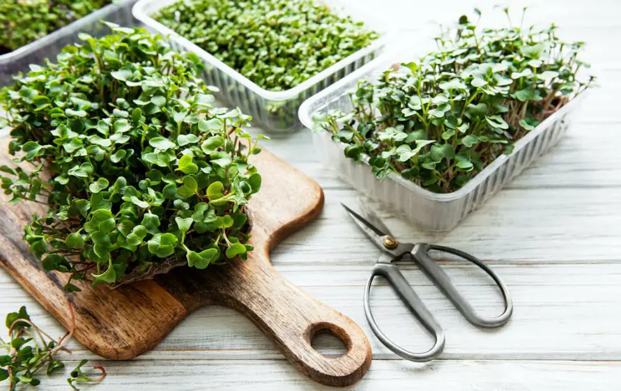 6 Easiest Microgreens To Grow At Home: Best Helpful Guide