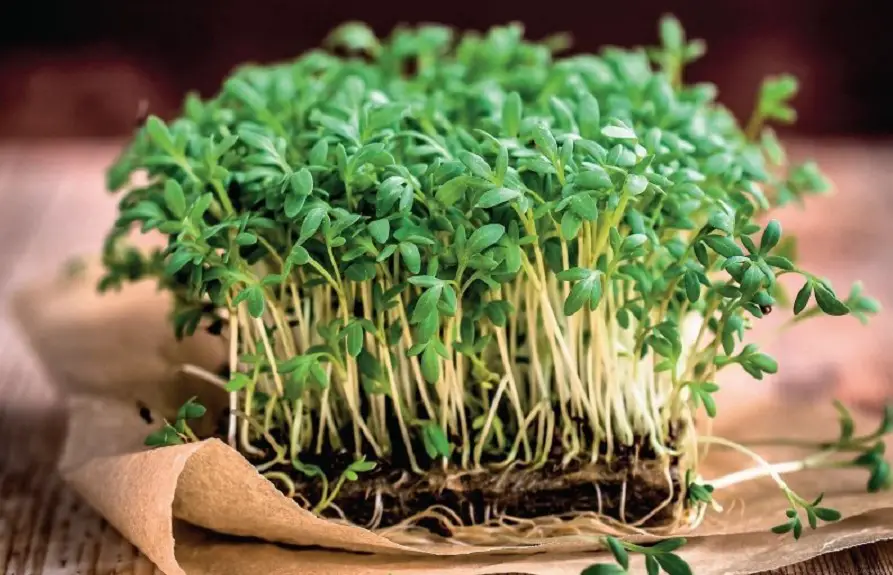 quinoa microgreens
