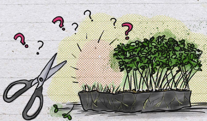 Do microgreens regrow after cutting - 5 top basic answers