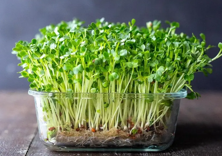 How to grow chia sprouts - 7 top efficient methods