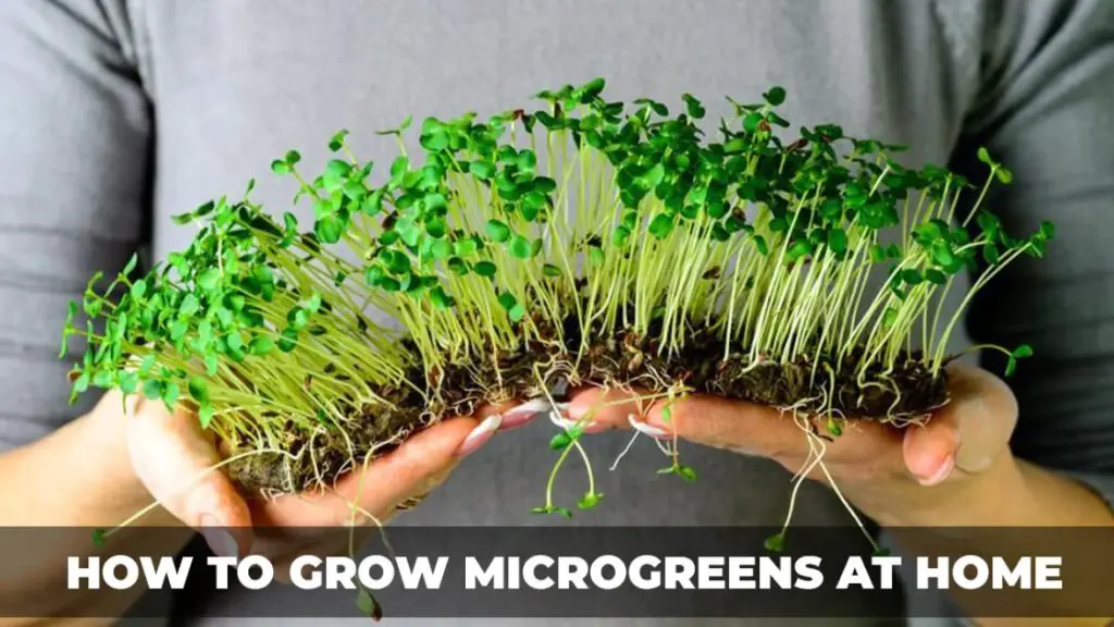 Cauliflower microgreens: Top Best Recommendation 2023