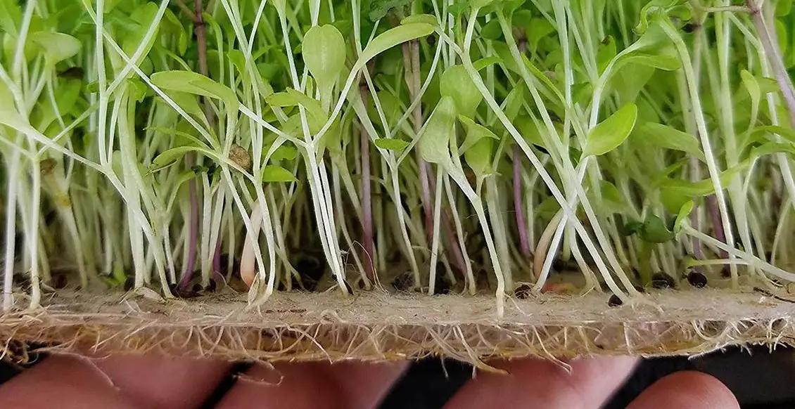 8 Best Growing Medium For Microgreens: Top Guide & Tips