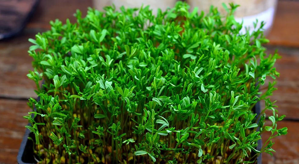 Lentil Microgreens: Best Helpful Growing Recommendations