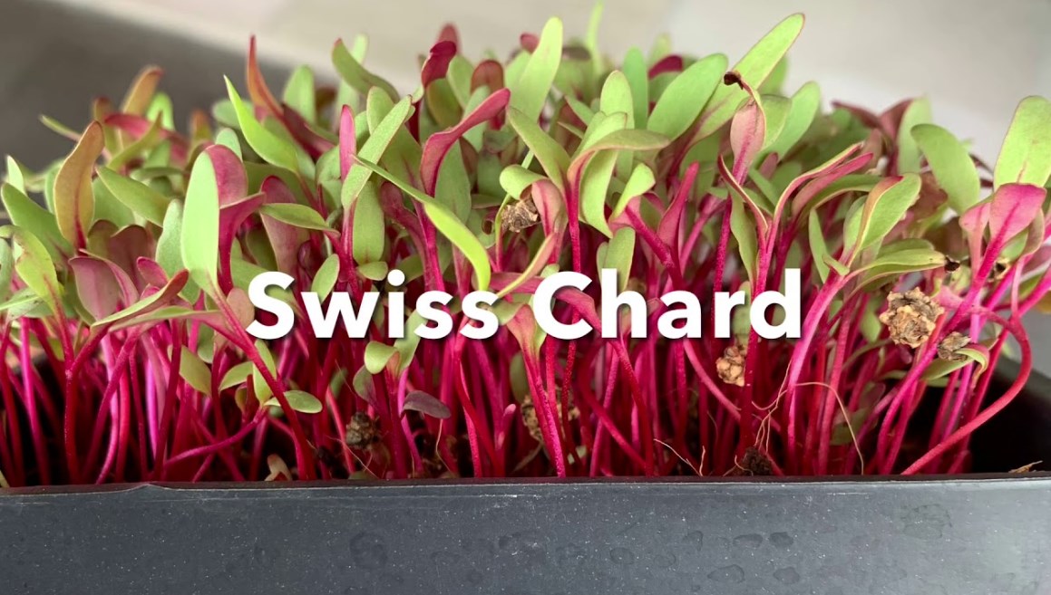Swiss chard microgreens: Top Full growing guide 2023