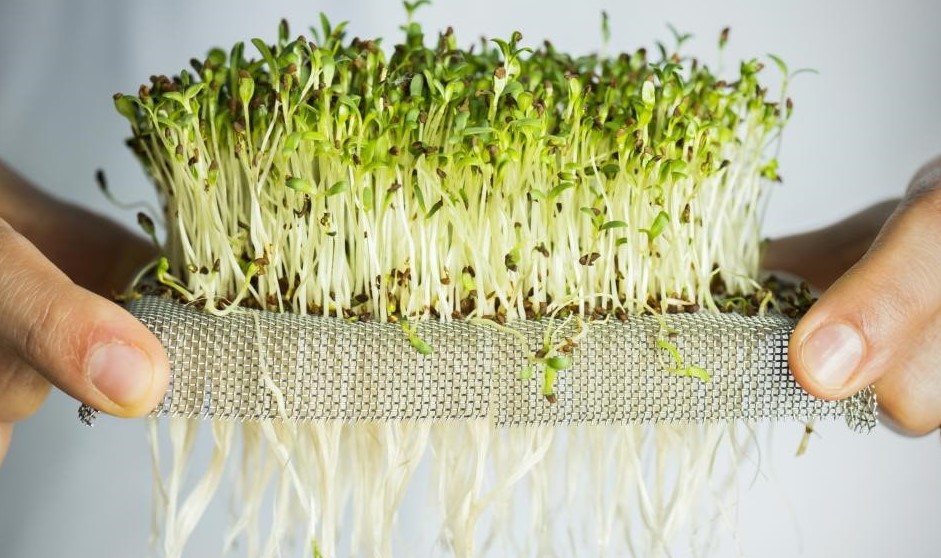 lettuce microgreens
