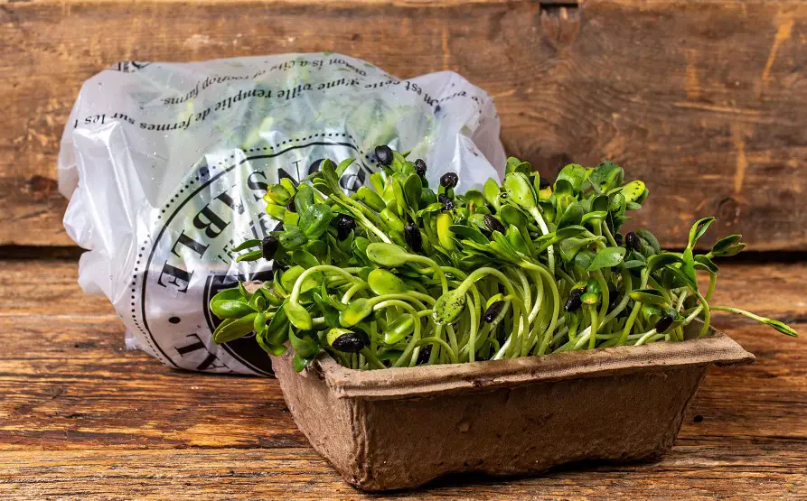 Can You Freeze Microgreens: Best Tips & Recommendations