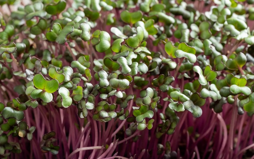 Red Cabbage Microgreens: Step-By-Step Guide & Helpful Tips