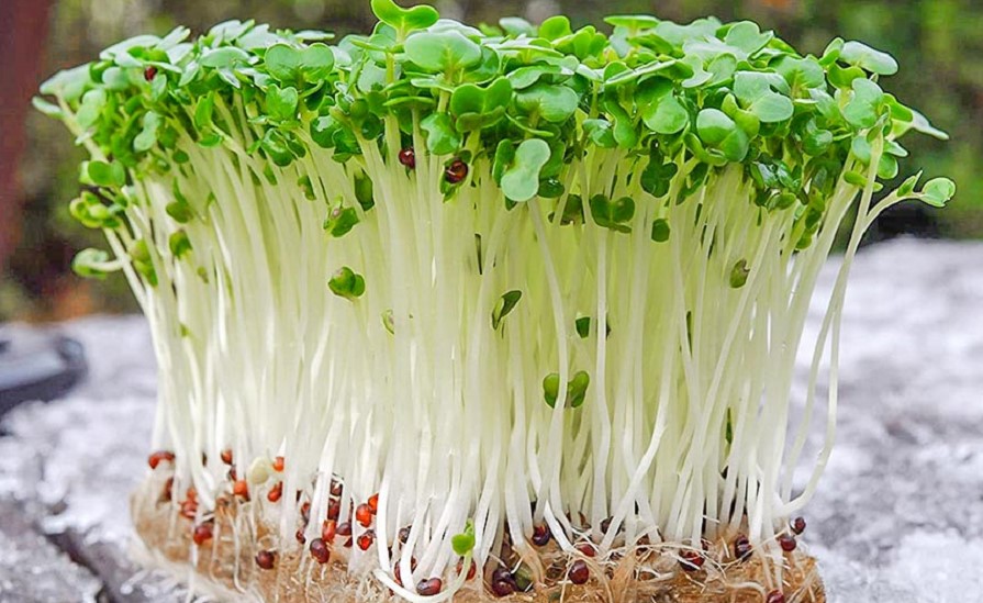 Lettuce Microgreens: Best Helpful Growing Tips & Guide
