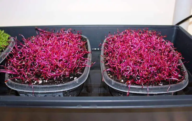 beet microgreens side by side