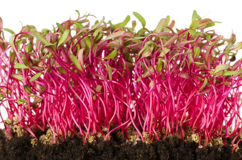 beet sprouts