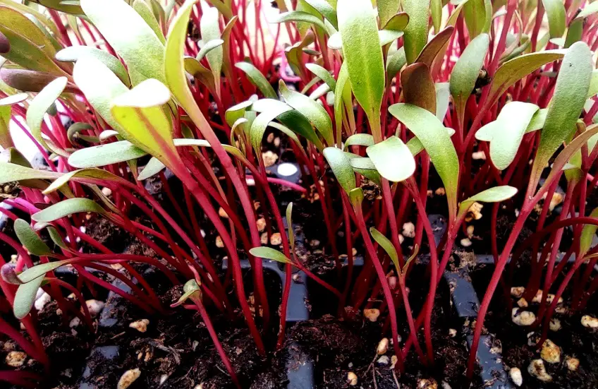 beetroot microgreen