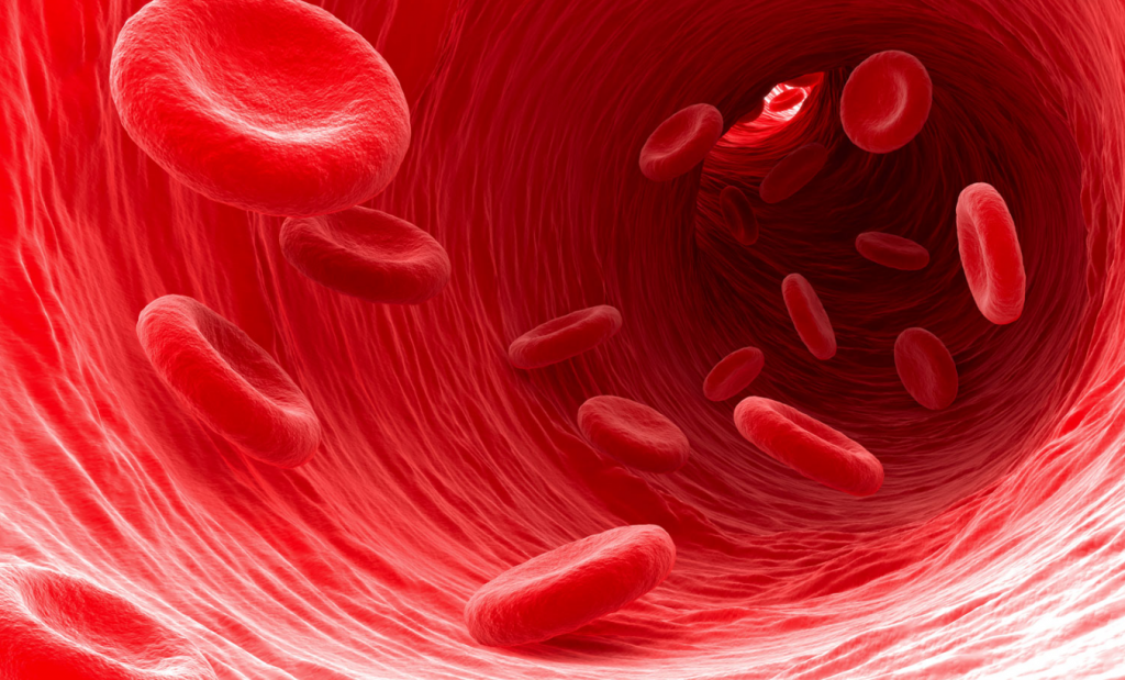 blood vessels gut detective