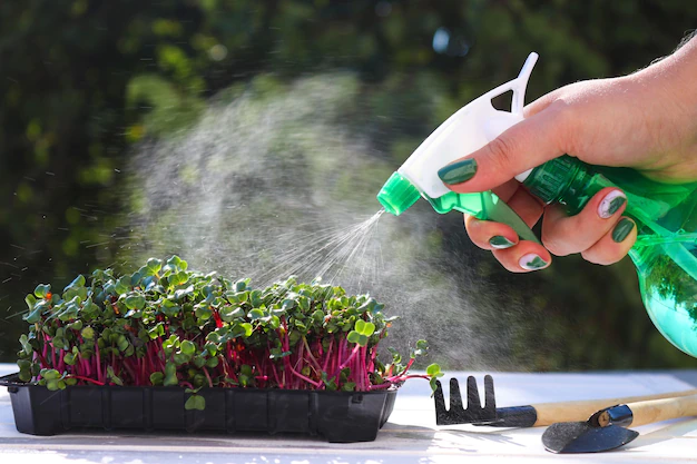 female hands watering microgreen with hand sprayer against background greenery growing microgre 240387 718
