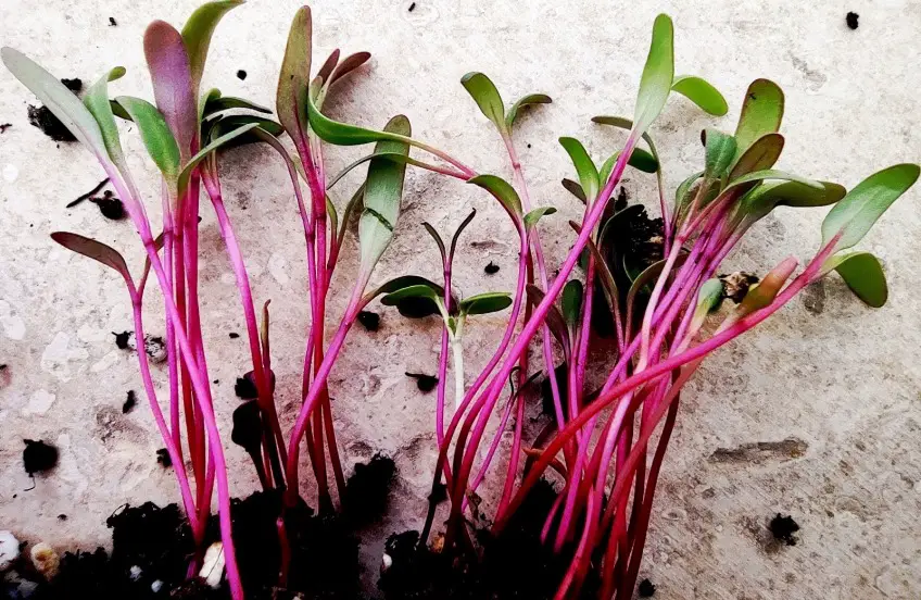 harvested beet microgreen