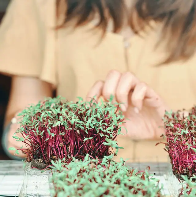 midsection of woman holding plants on table royalty free image 1612280261