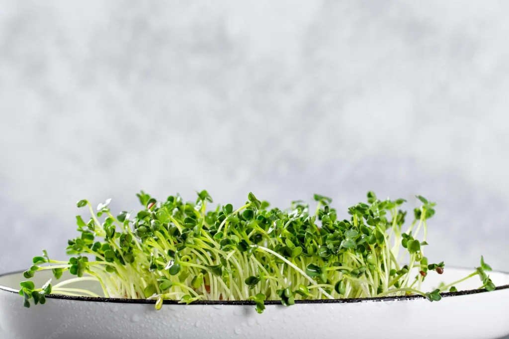 sprouted radish microgreens white plate light grey background healthy salad greens copy 275899 2081