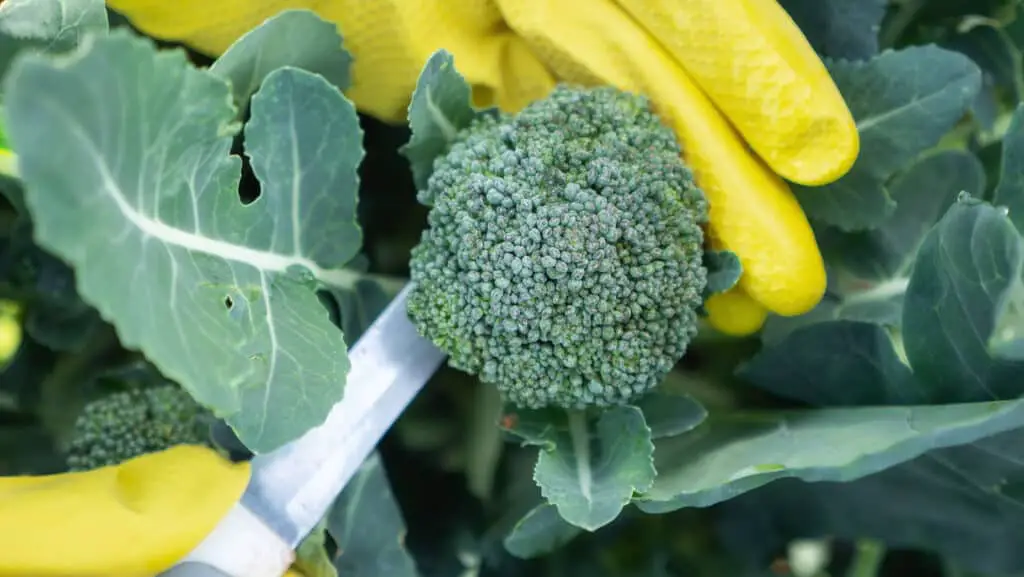 Broccoli Harvest bigstock A Female Gardener In Yellow Gl 323737621 1024x577 1