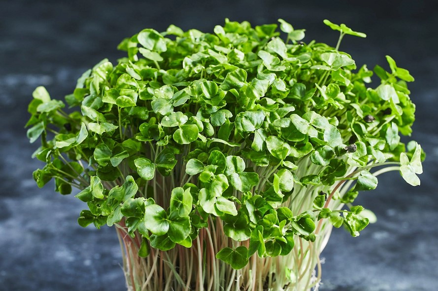 Buckwheat microgreens: top 6 tips & helpful guide | benefits