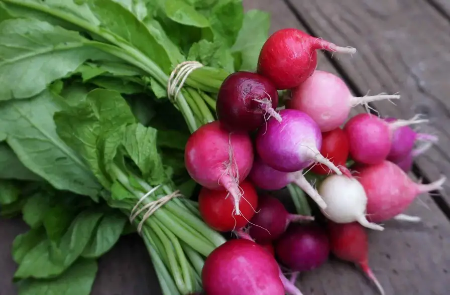 Easter Egg Radish