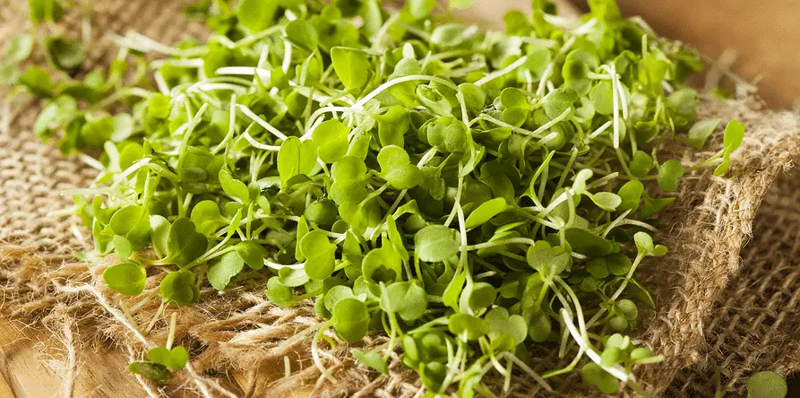 Arugula microgreens: Top Growing Advices 2023