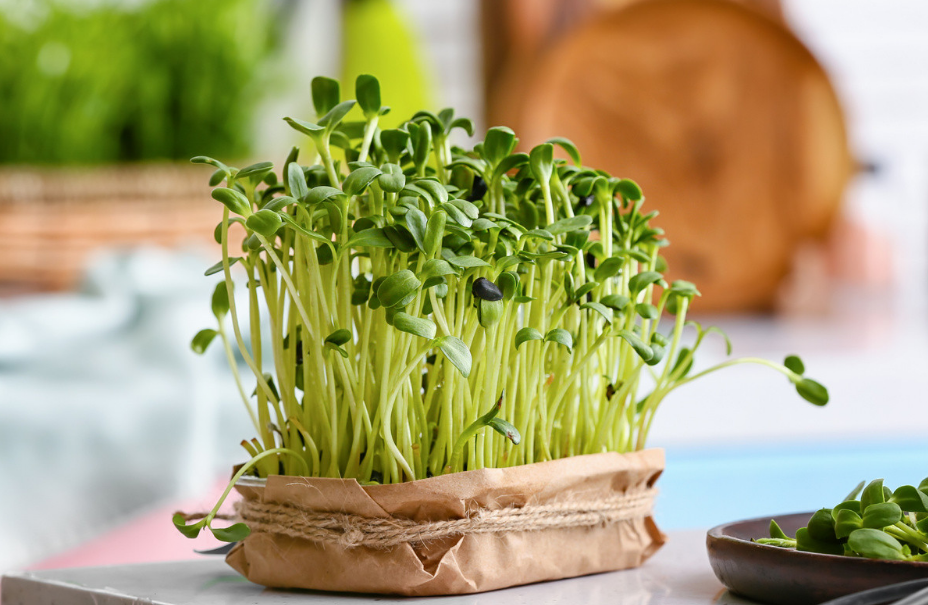 Sunflower microgreens nutrition: Best Advices 2023