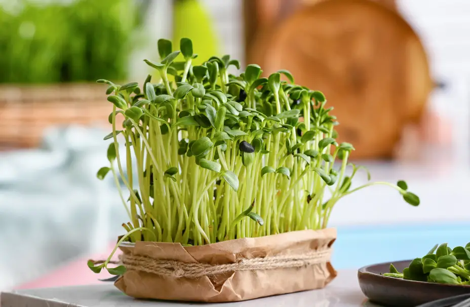 sunflower-microgreens-nutrition-best-advices-2023