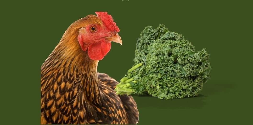 chicken eat kale