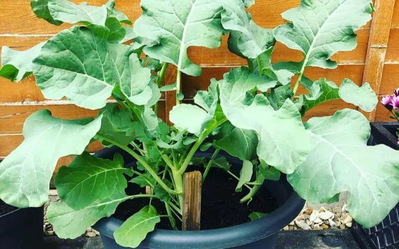 growing broccoli in containers