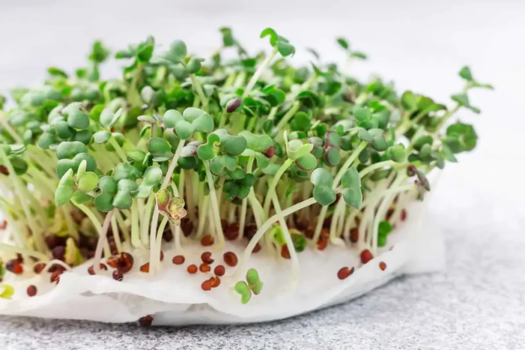 how to grow microgreens in water