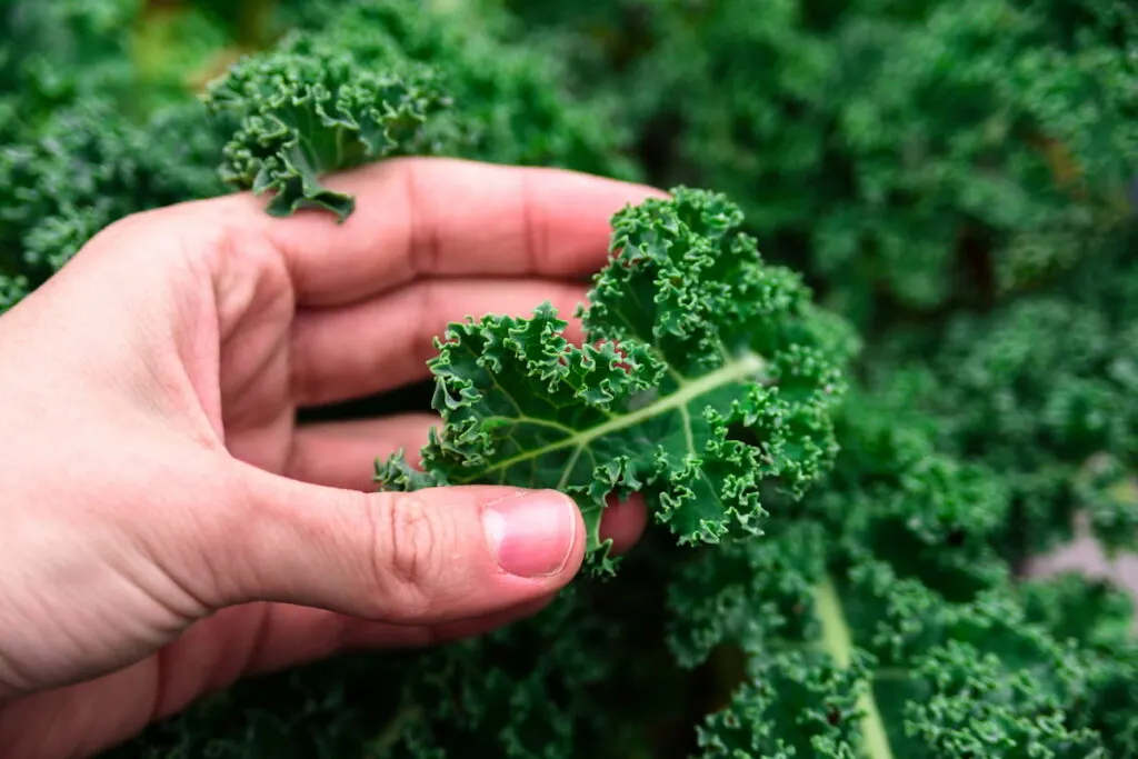 man holding kale close up ee220518