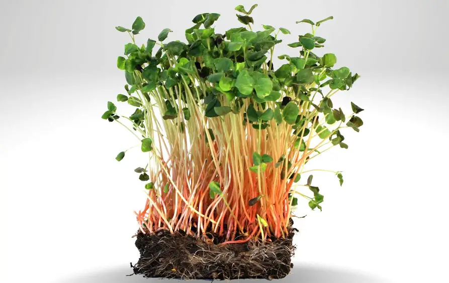 buckwheat microgreens