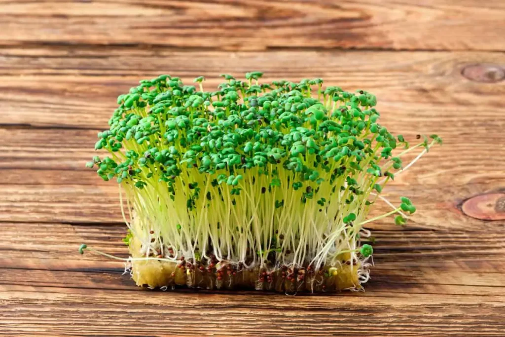 mustard microgreens