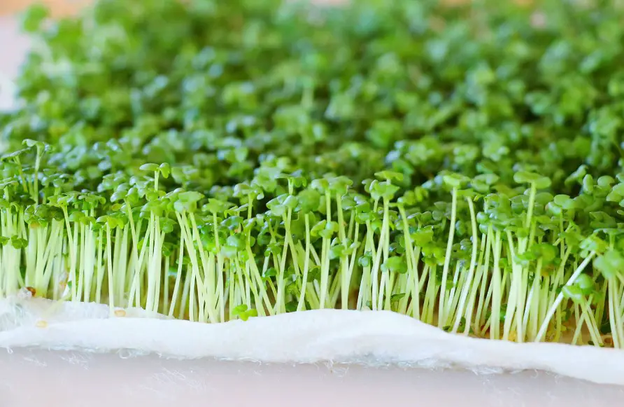 mustard microgreens
