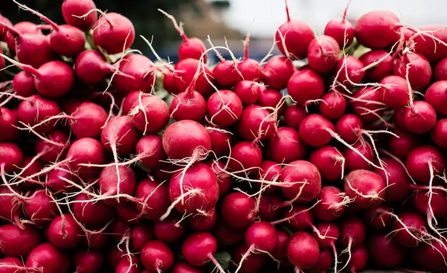 How To Tell If Radishes Are Bad: 7 Best Tips & Helpful Guide