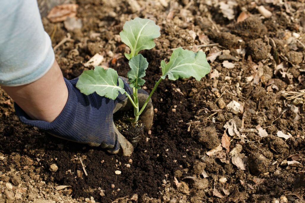 planting broccoli 1024x683 1