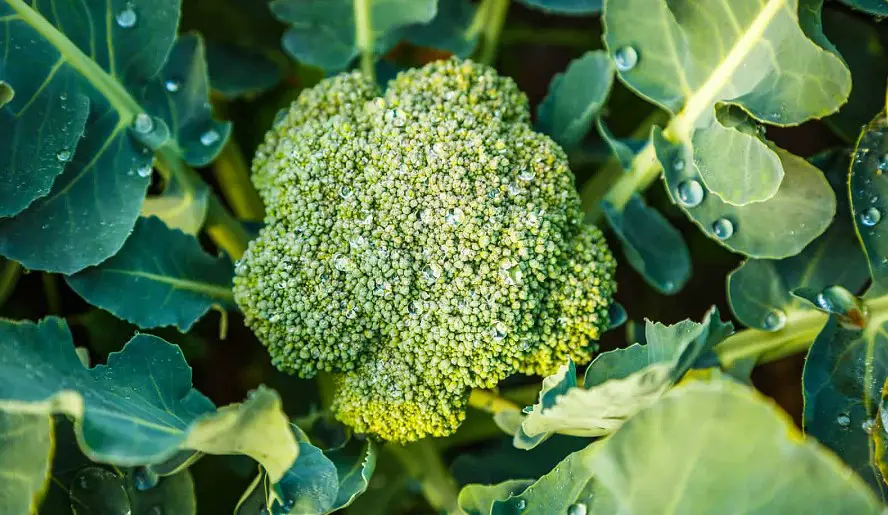 can you regrow broccoli