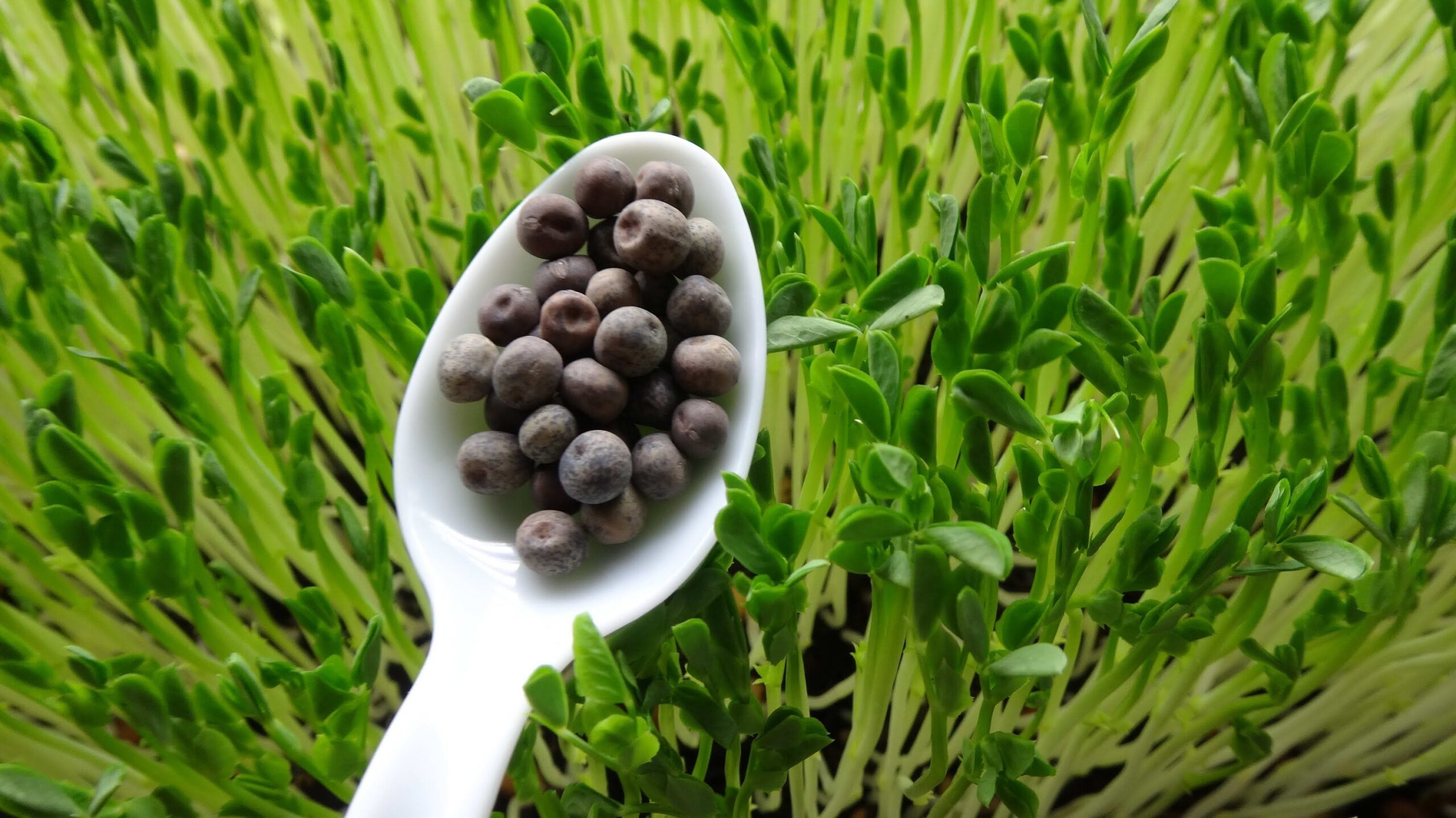 3 best tips for using pea microgreens