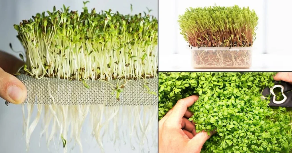 Growing Microgreens