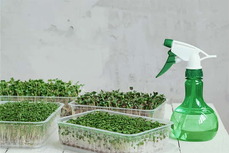 How to Grow Microgreens with Hydrogen Peroxide Spraying 1