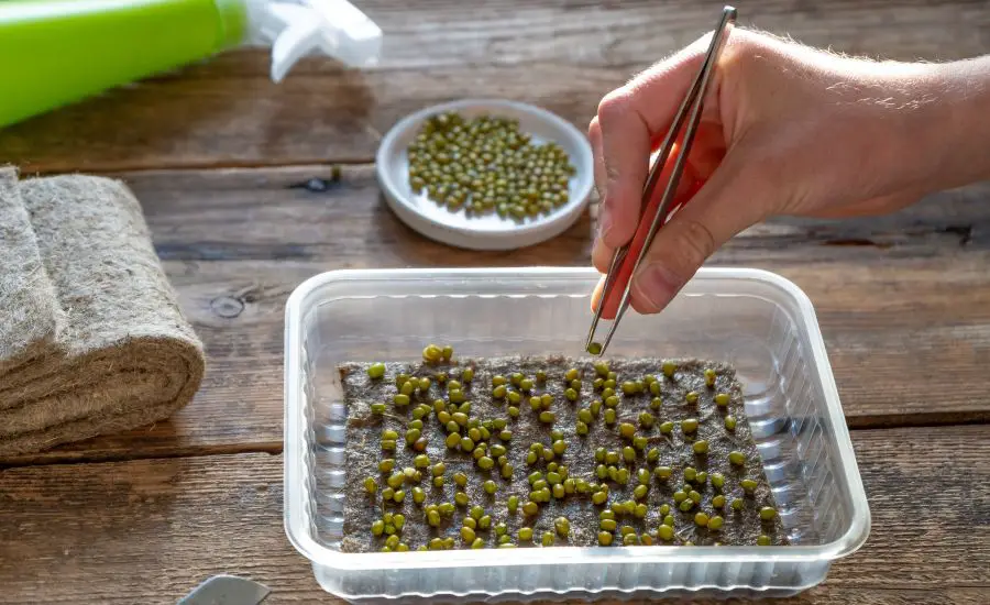 Microgreen seeds vs regular seeds 3