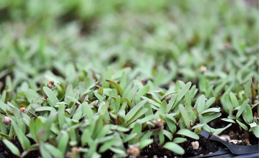 Microgreen seeds vs regular seeds 4