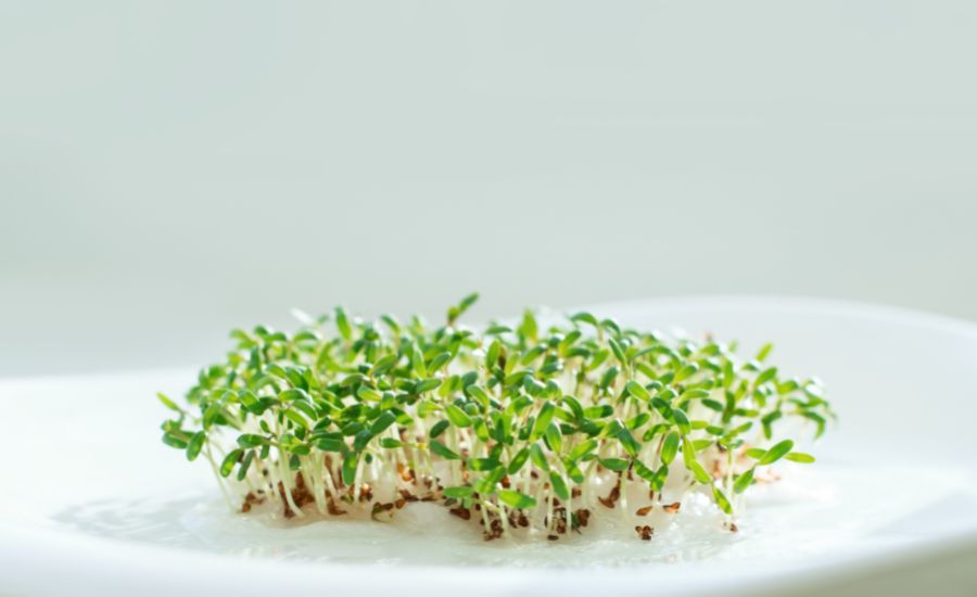 microgreen seeds vs regular seeds
