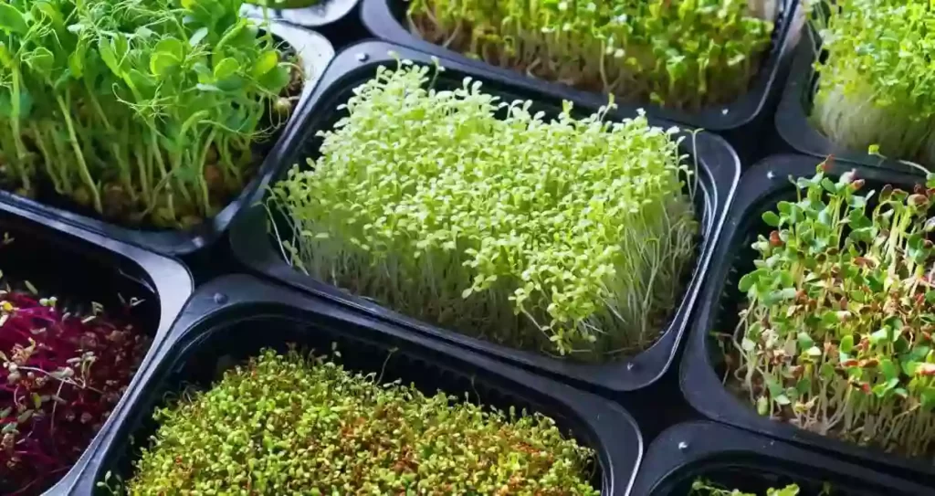 What are microgreens and why are they growing in popularity 1 1 1024x543 1